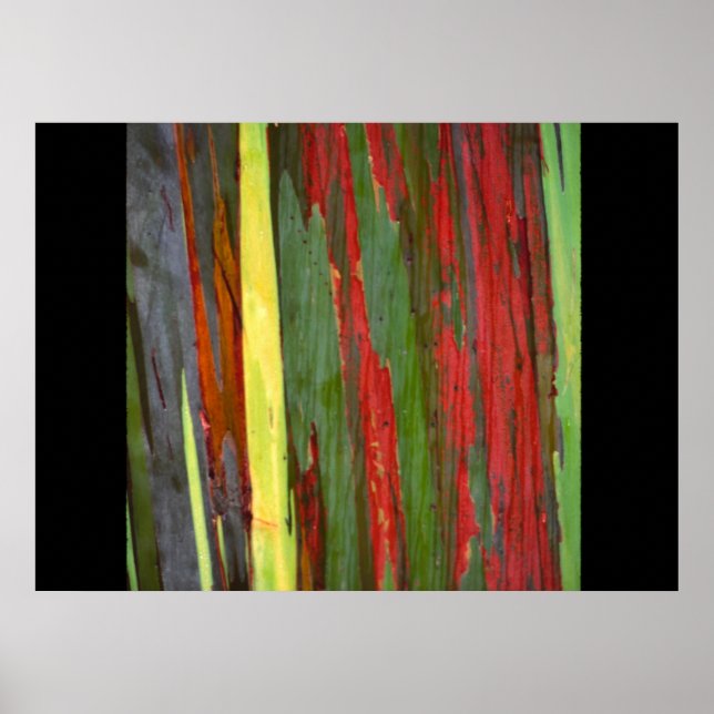 Poster Eucalyptus arc-en-ciel 1 (Devant)