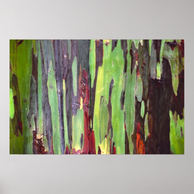 Poster Eucalyptus arc-en-ciel 1 (Devant)