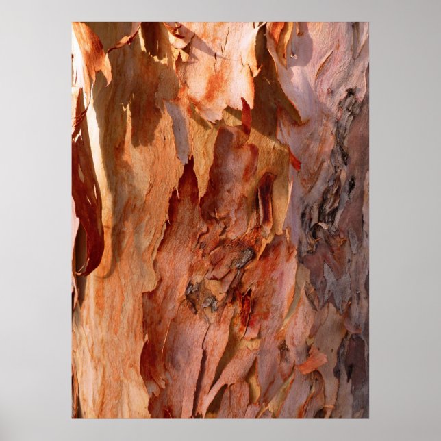 Poster Eucalyptus Bark (Devant)