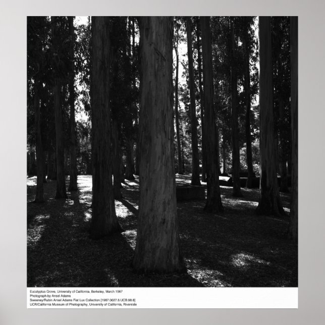 Poster Eucalyptus Grove, UC Berkeley, 1967 (Devant)