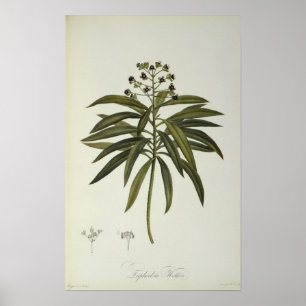 Poster Euphorbia Mellifera
