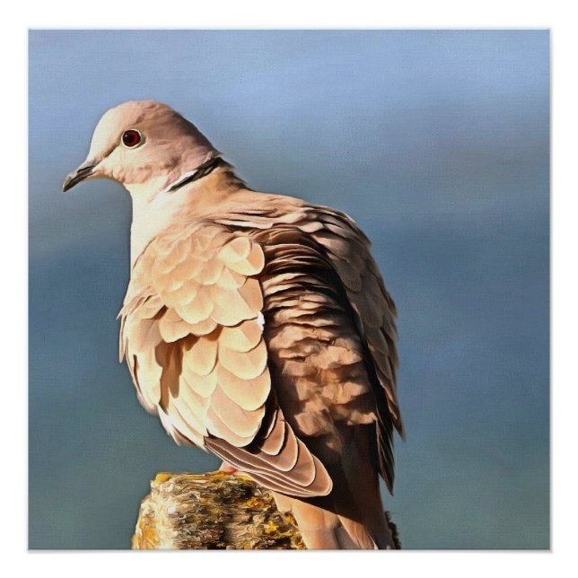 Poster Eurasian Collared Dove Art de la faune (Devant)