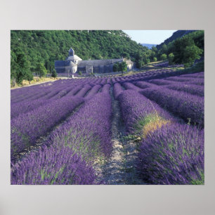 Poster Europe, France, Provence. Champs de Lavander