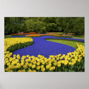 Poster Europe, Pays-Bas, Hollande, Lisse, Keukenhof