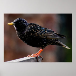 Poster European Starling 