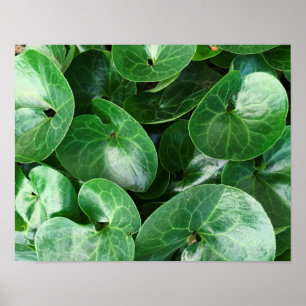 Poster European Wild Ginger Glossy Green Leaves Close Up