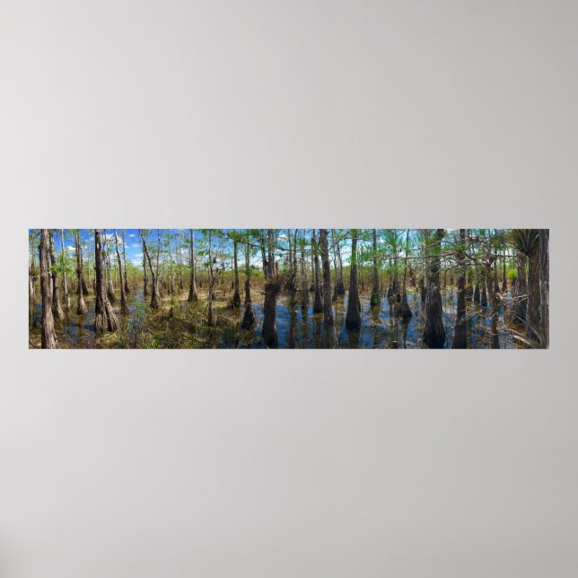 Poster Everglades Cypress (Devant)