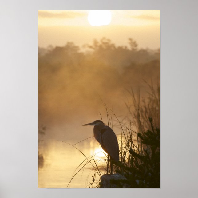 Poster Everglades Great Blue Heron (Devant)