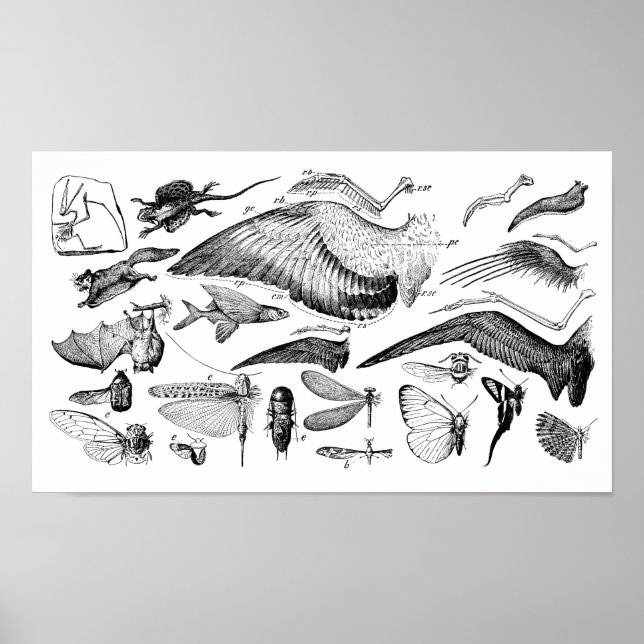 Poster Évolution du vol (Devant)