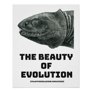 Poster Evolution Frilled Shark Beauté