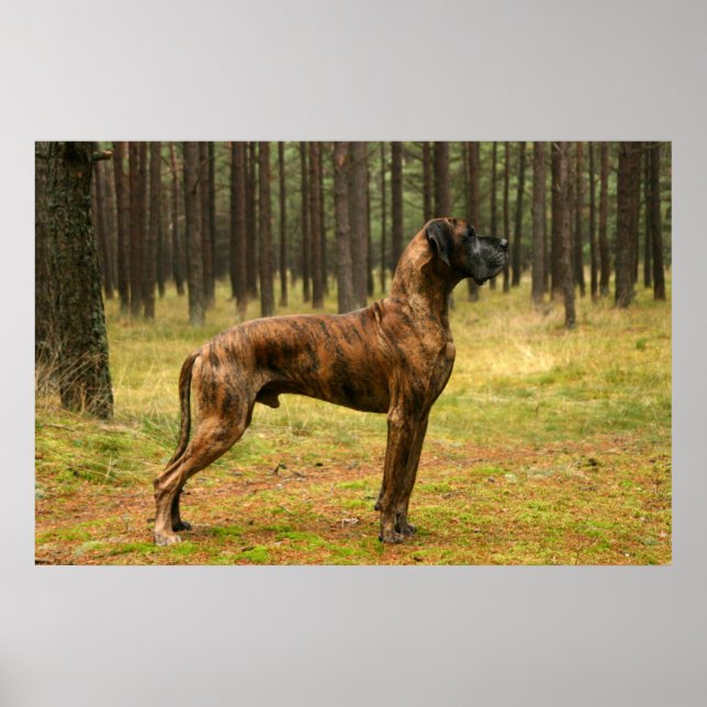 Poster Excellence (Devant)