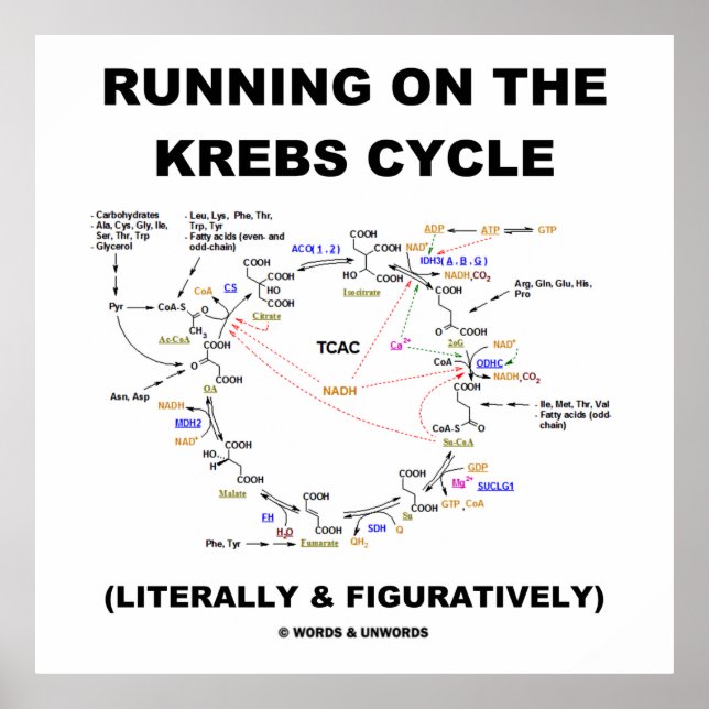 Poster Exécution Sur Le Cycle Krebs (Humour Scientifique) (Devant)