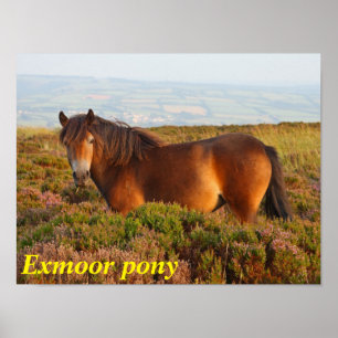 Poster Exmoor pony, cheval, Somerset, Angleterre