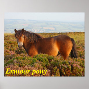 Poster Exmoor pony, cheval, Somerset, Angleterre