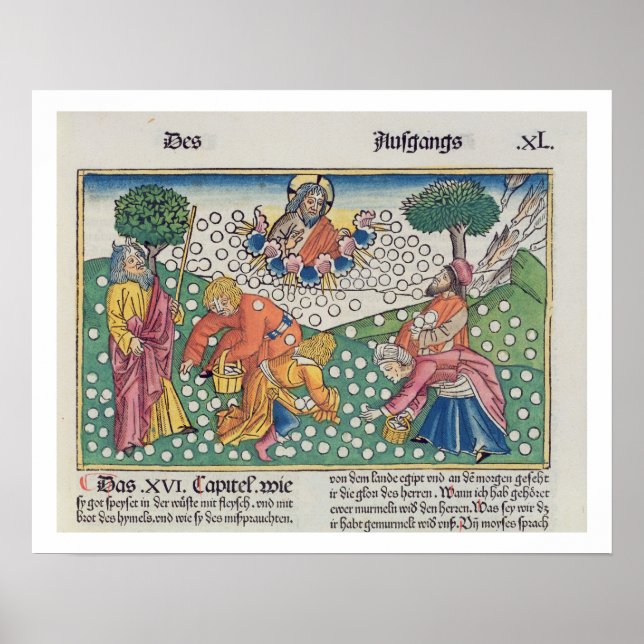Poster Exodus 16 13-22 God provides quail and manna to th (Devant)