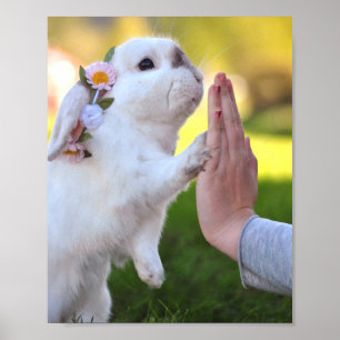 Poster Exonérer l'affiche du lapin