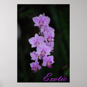 Poster Exotique