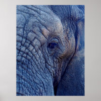 EXPÉRIENCE MARCHER AVEC LES ÉLÉPHANTS COMMENT ET H