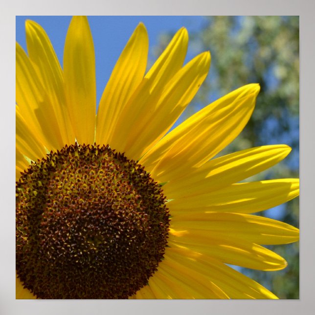 Poster Express Love Sunflower (Devant)