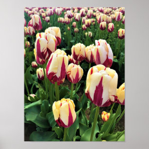 Poster Expression mondiale tulips, Oregon