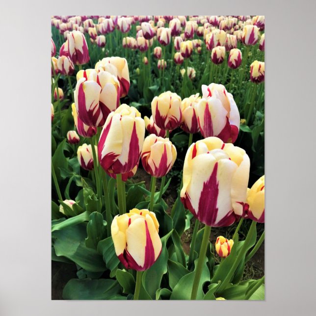 Poster Expression mondiale tulips, Oregon (Devant)