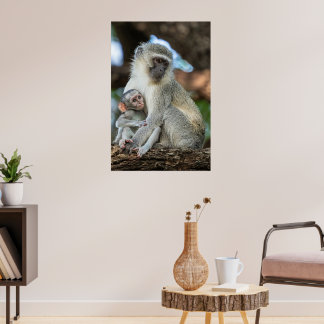 Poster Expressive Vervet Monkey in Africa