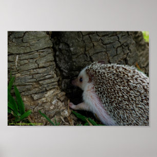 Poster Extrait de l'affiche