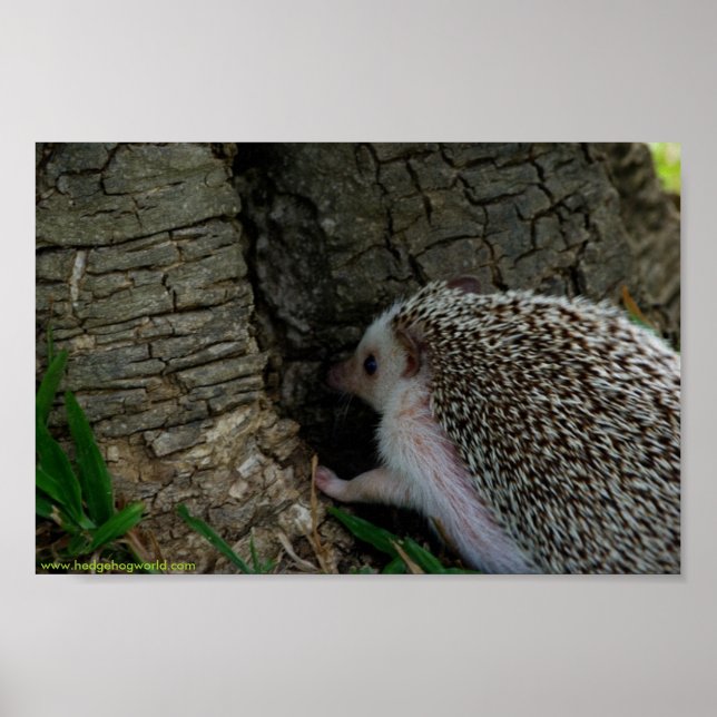 Poster Extrait de l'affiche (Devant)