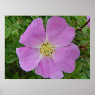 Poster F11 Rose sauvage de la prairie "Rosa arkansana"