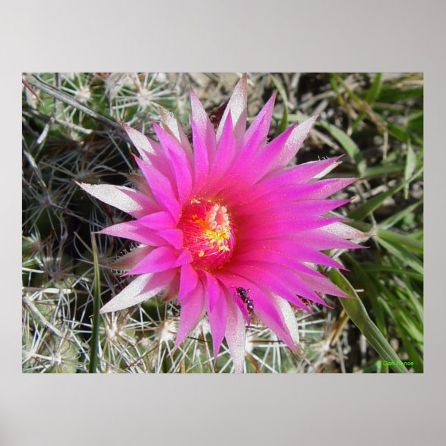 Poster F12 Ball Cactus "Escobaria vivipara" (Devant)