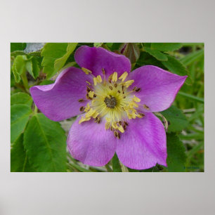 Poster F13 Rose Épineuse Rosa acicularis de l'Alberta