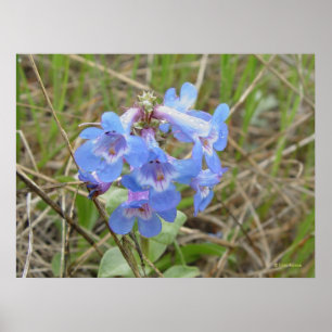 Poster F3 Fleurs sauvages bleus mince Langue d'oreille bl