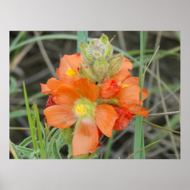 Poster F40 Fleurs sauvages orange Mallow (Devant)