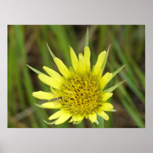 Poster F41 Barbe de chèvre Fleur sauvage jaune