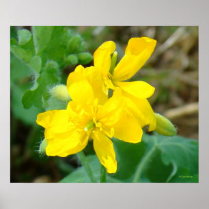 Poster F44 Fleurs sauvages jaunes Moutarde sauvage