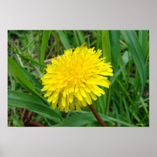 Poster F45 Dandelion "Taraxacum officinale"