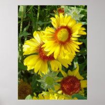 F6 Fleurs sauvages jaunes Gaillardia