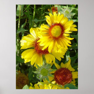 Poster F6 Fleurs sauvages jaunes Gaillardia
