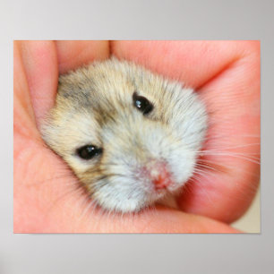 Poster Face 1 mignonne hamster