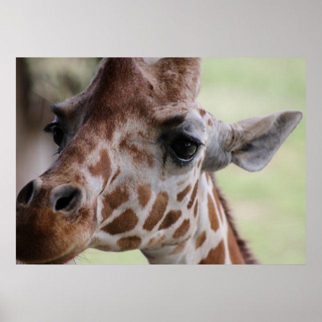 Poster Face de girafe adorable (Devant)