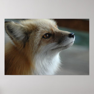 Poster Face de renard mignon