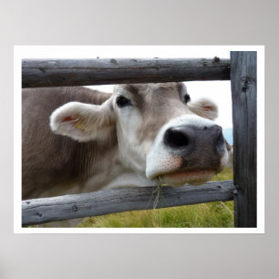 Poster Face de vache tyrolienne à travers clôture