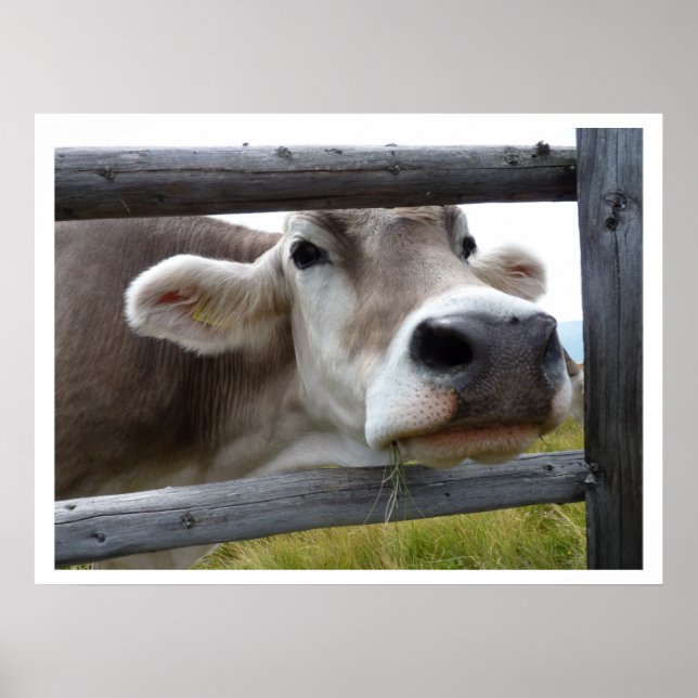Poster Face de vache tyrolienne à travers clôture (Devant)
