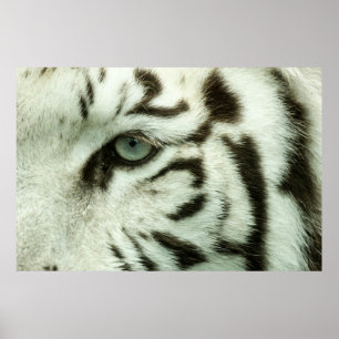 POSTER FACE DU TIGRE BLANC