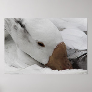 Poster face d'une oie