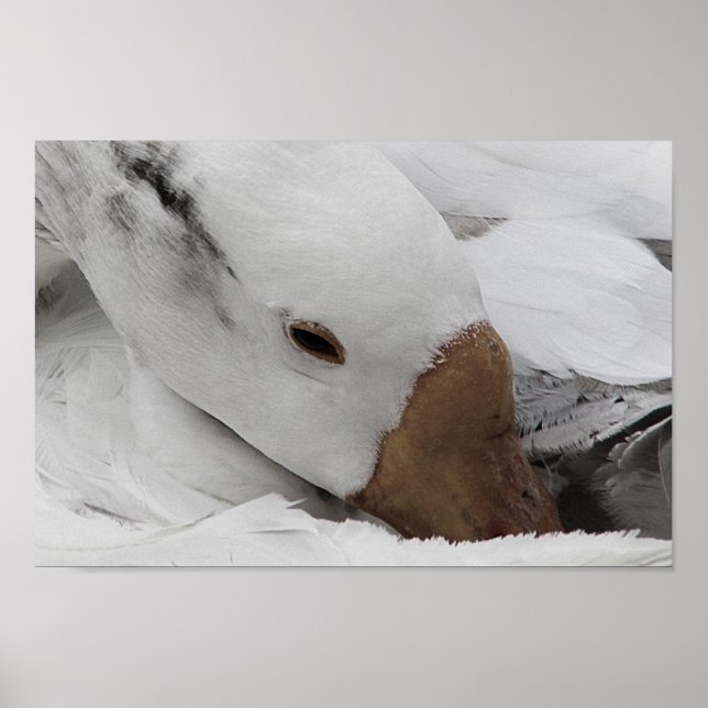 Poster face d'une oie (Devant)