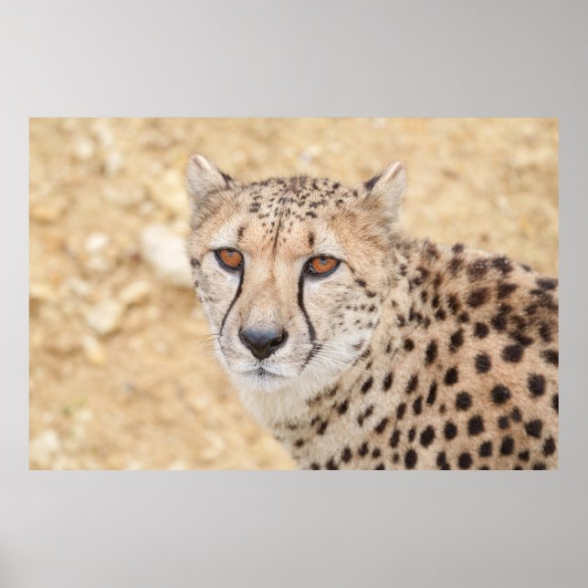 Poster Face of the Wild : Le regard intense de Cheetah (Devant)