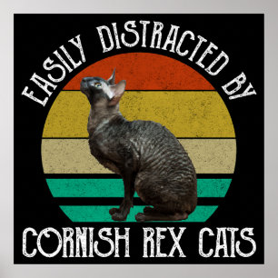 Poster Facilement Distrait Par Les Chats Cornish Rex