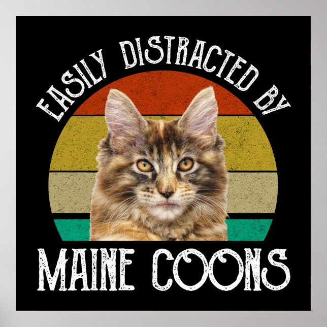 Poster Facilement Distrait Par Les Maine Coons (Devant)