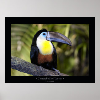 Poster Facturé par canal Toucan